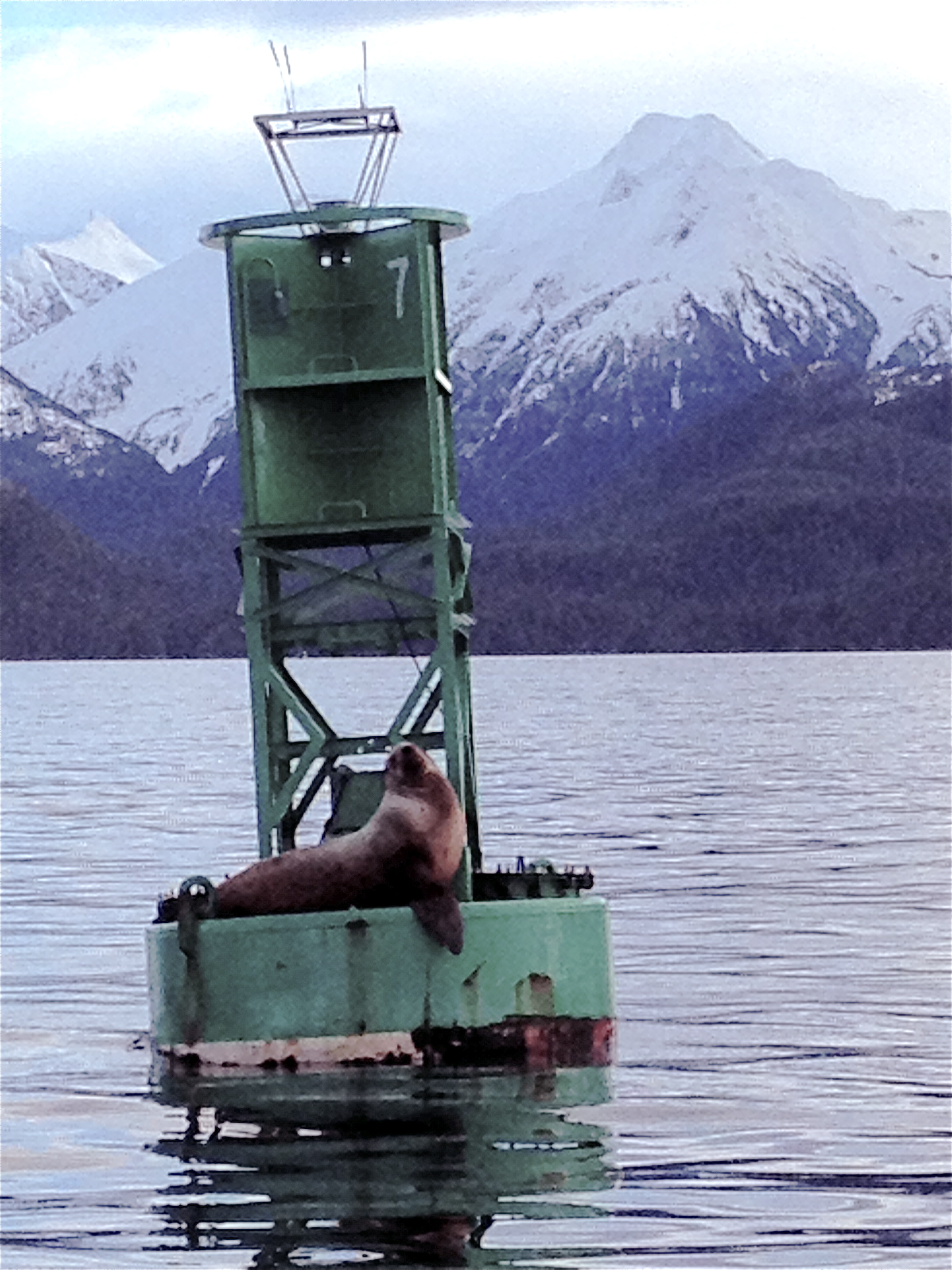 Best Sitka Marine and WIldlife Adventure Shore Excursion at Sitka Alaska